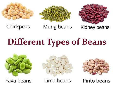 Types Of Beans List