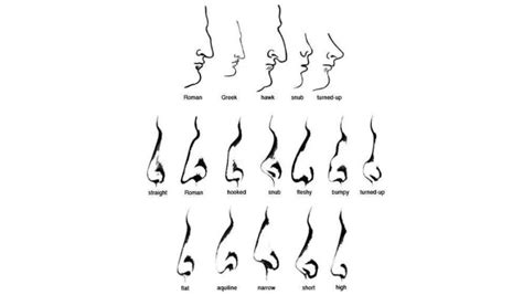 Different Types Of Nose Shapes