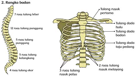 Tulang Rusuk Ada Di Bagian Mana - misterdudu.com