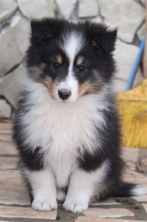 Shetland Sheepdog – Energetic and Playful | Sheltie dogs, Dog breeds ...