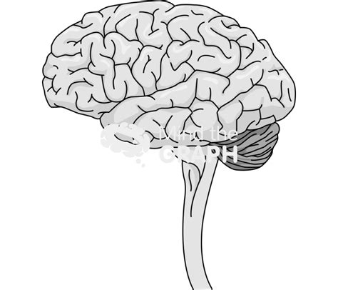 Brain Stem Lateral View