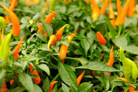 How To Grow Hot Peppers From Seed