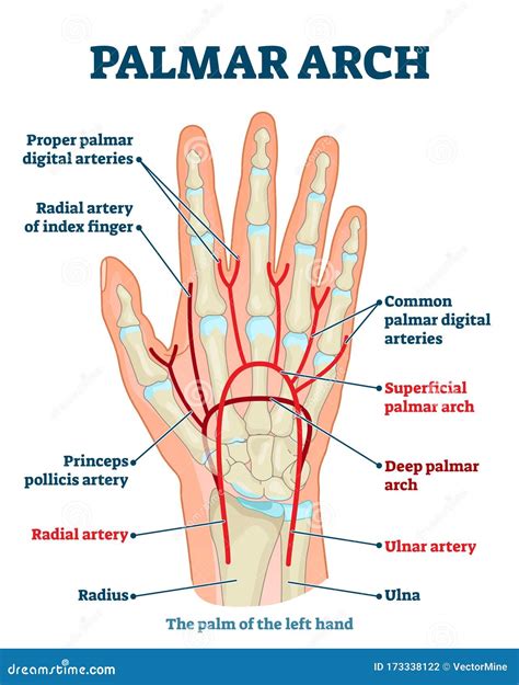 Palmar Arch Anatomical Vector Illustration Diagram Stock Vector ...