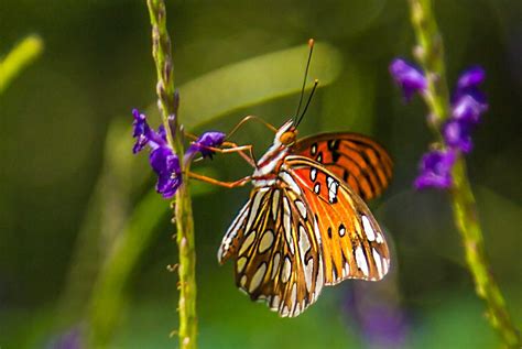 9/22/16 – Butterflies at Botanical Gardens | Picture Birmingham