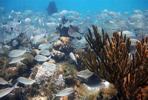 Snorkeling Dry Tortugas National Park - Best Near Key West