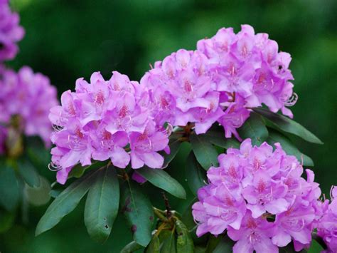 Rhododendrons Asiatics | Grower Direct | Te Puna | Bay of Plenty NZ