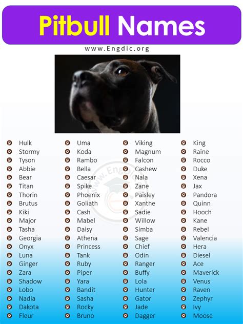 500+ Best Unique Pitbull Names (Male, Female) - EngDic