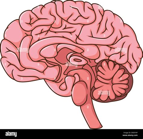 human brain cartoon Stock Vector Image & Art - Alamy