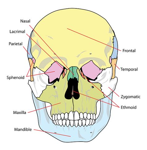 Skull Diagram Labelled · Free vector graphic on Pixabay