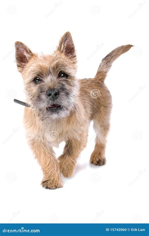 Portrait of Cute Cairn Terrier Puppy Stock Photo - Image of domestic ...