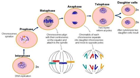 Interphase A Plant Or Animal Cell