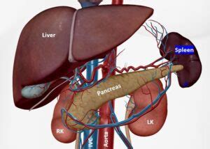 Spleen Ultrasound – How to Measure Length of the Spleen and Assess for ...