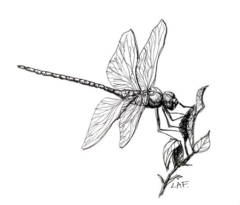 Dragonfly Images Drawings | Free download on ClipArtMag