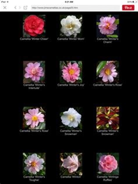 GARDEN - CAMELLIAS (ZONE 6 - COLD HARDY) | camellia, organic matter, garden