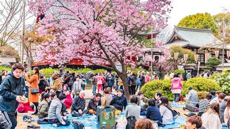 20 Facts About Hanami (Cherry Blossom Viewing) - Facts.net