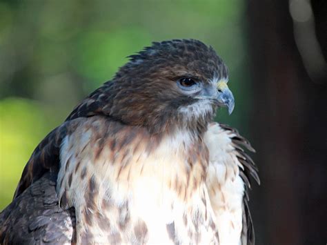 Broad-winged Hawk "Buteo platypterus" | Boreal Songbird Initiative