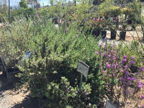 Drought Tolerant Plants - Cagliero Ranch Nursery