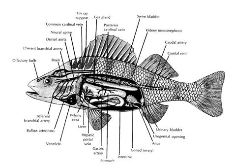 Design Context: Fish Anatomy.