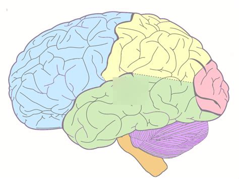 Brain Lobes Diagram Diagram | Quizlet