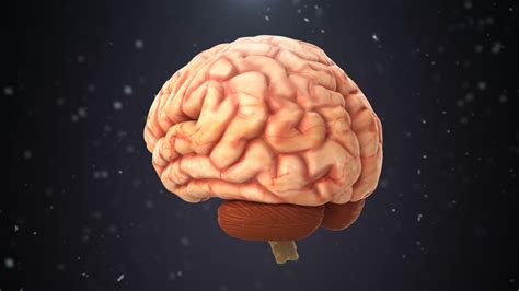 human brain revolves around on black background. 3D Medical Animation ...