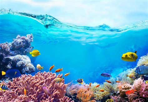 Q&A: What ancient coral reefs can tell us about our changing climate ...