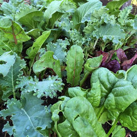 Beautiful Salad Greens | Mercy Hill Farm