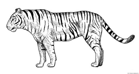 Tiger drawing – Line art illustrations