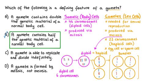 Genetic Makeup Of Gametes - Mugeek Vidalondon