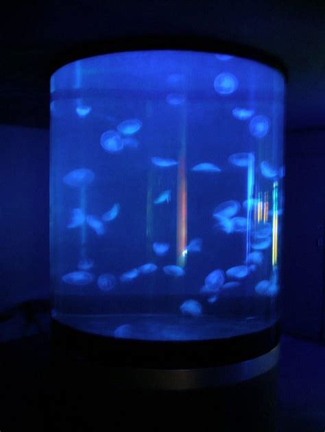 Reef Aquarium Discussion: Keeping Moon Jellyfish in a Aquarium