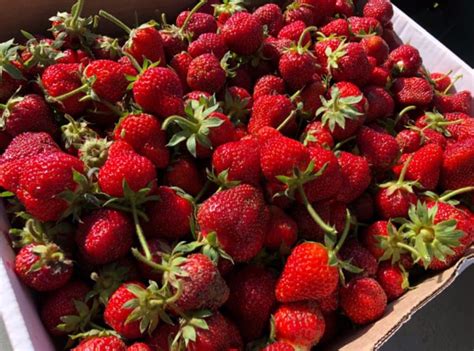 20 Top Strawberry Harvesting Tips – Strawberry Plants