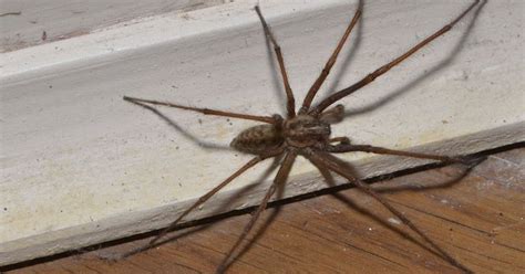 giant house spider bite uk - Yawn Logbook Photo Exhibition