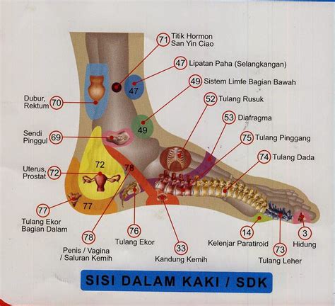 PENGOBATAN PATAH TULANG: GAMBAR TITIK REFLEXY KAKI BAGIAN DALAM