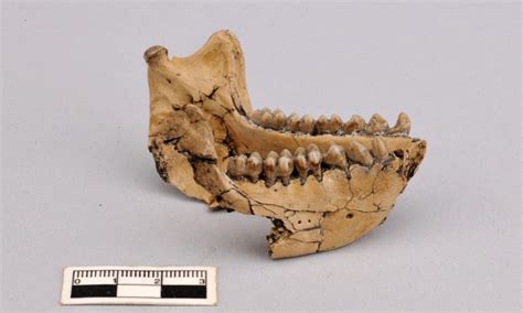 6.4 Million-Year-Old Fossils Discovered in China Are Oldest Monkey ...