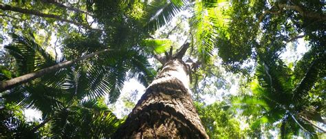 Rainforest - fraserisland.net