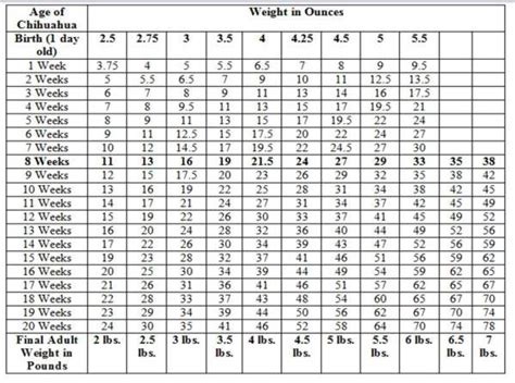 Chihuahua Growth Chart | Weight and Size Calculations