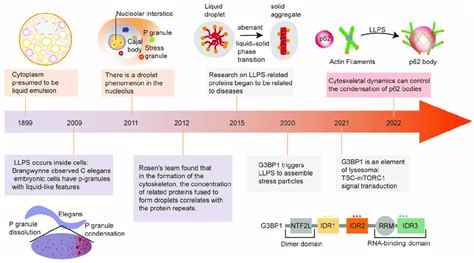 The development history and discovery of the amazing and vital roles of ...