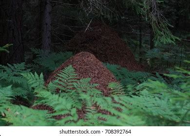 23,370 Ant colony Images, Stock Photos & Vectors | Shutterstock