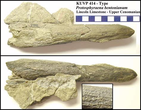 Australia: fish fossil from dinosaur age found | Dear Kitty. Some blog