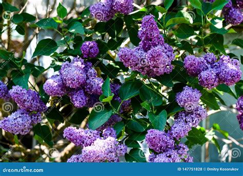 Lilac Flowers on a Bush in the Sun Stock Photo - Image of blue, light ...