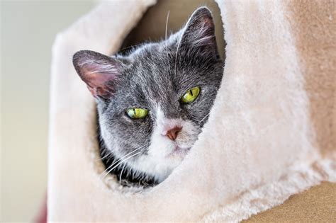 Fun Facts About Russian Blue Cats