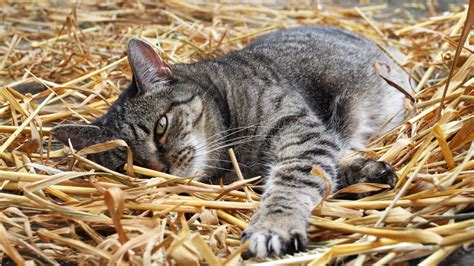 Straw for Cat Shelters: Ultimate Guide | Blue Mountain Hay