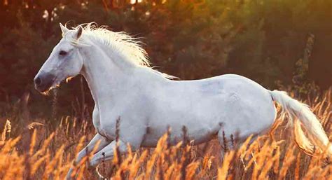 White Horse Names - Over 200 Ideas To Inspire You!