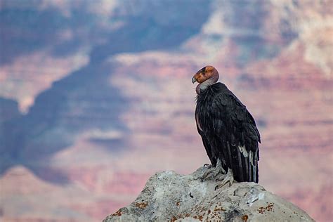 What Animals Live In The Grand Canyon? - WorldAtlas