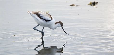 Avocet: Characteristics, Diet, Facts & More [Fact Sheet]