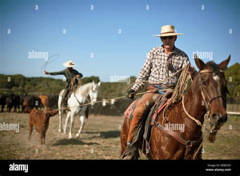 Cowboys roping cattle Stock Photo - Alamy