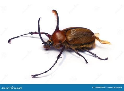 A Large Male Rhinoceros Beetle Stock Photo - Image of rhinoceros, brown ...