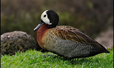 Lake Baringo | Birding in Lake Baringo | Kenya Birding Safaris Tours