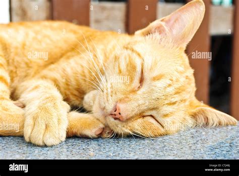 sleeping yellow cat Stock Photo - Alamy