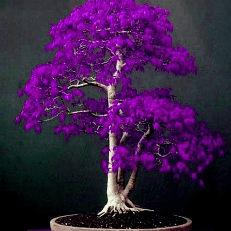 Japanese Purple Ghost Maple Seeds - BestSeedsOnline.com - Free Shipping ...