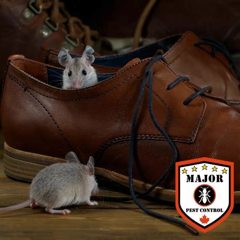 The 5 Best Methods For Eliminating Mice In Calgary - Major Pest Control ...